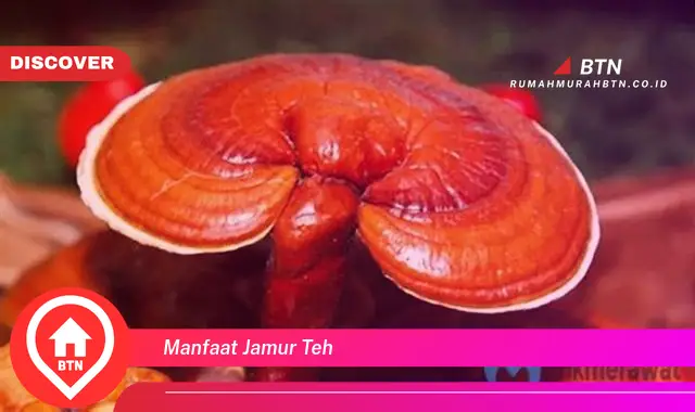 manfaat jamur teh