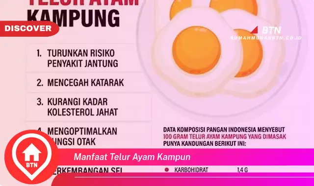 manfaat telur ayam kampun