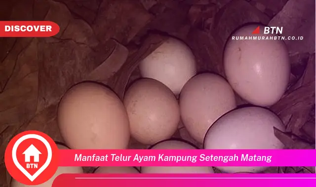 manfaat telur ayam kampung setengah matang