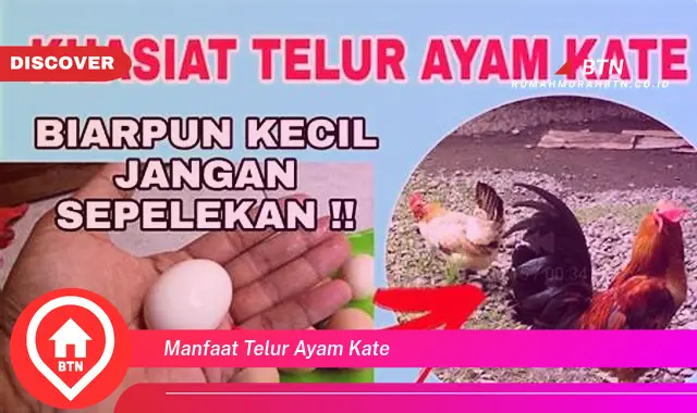 manfaat telur ayam kate