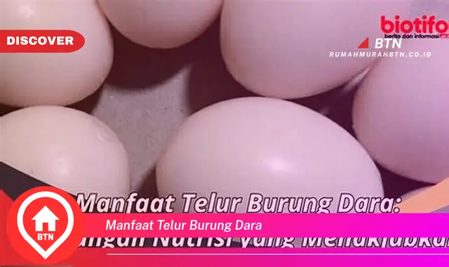 manfaat telur burung dara