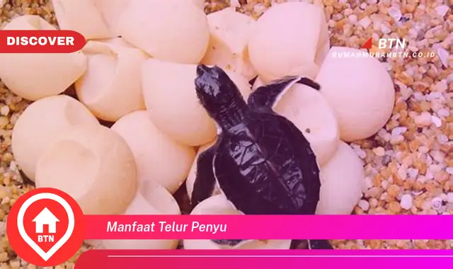 manfaat telur penyu