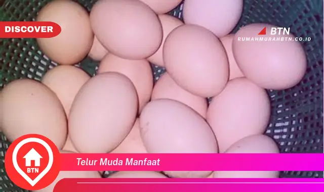 telur muda manfaat