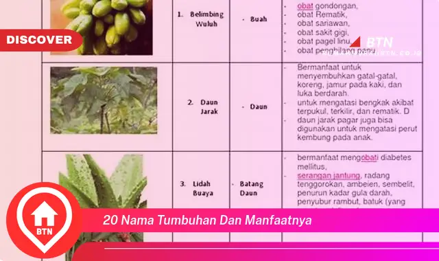 20 nama tumbuhan dan manfaatnya