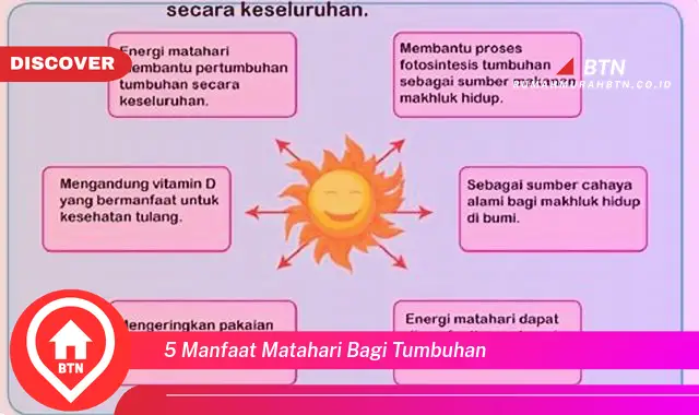 5 manfaat matahari bagi tumbuhan