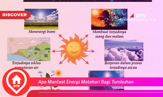 apa manfaat energi matahari bagi tumbuhan