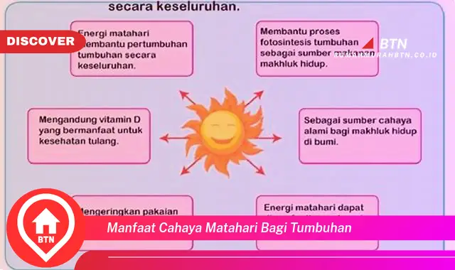 manfaat cahaya matahari bagi tumbuhan