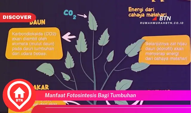 manfaat fotosintesis bagi tumbuhan