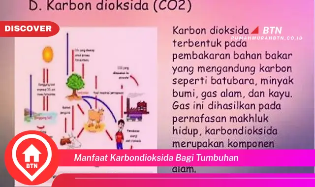 manfaat karbondioksida bagi tumbuhan