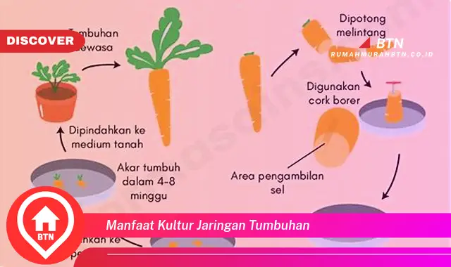 manfaat kultur jaringan tumbuhan