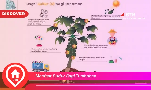 manfaat sulfur bagi tumbuhan