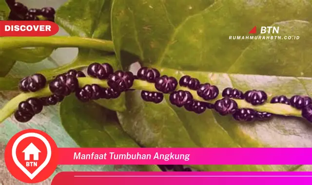 manfaat tumbuhan angkung