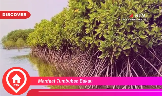 manfaat tumbuhan bakau