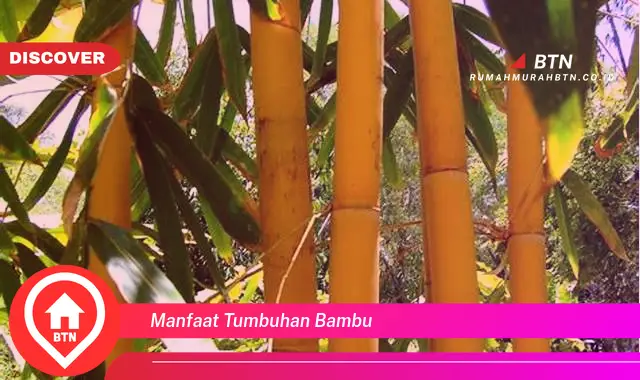 manfaat tumbuhan bambu