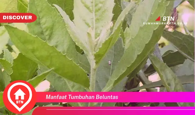 manfaat tumbuhan beluntas