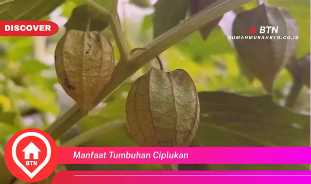 manfaat tumbuhan ciplukan