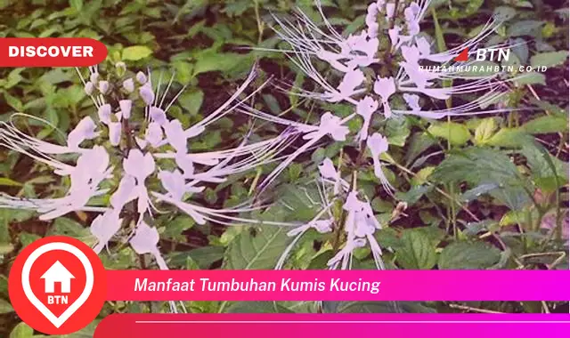 manfaat tumbuhan kumis kucing