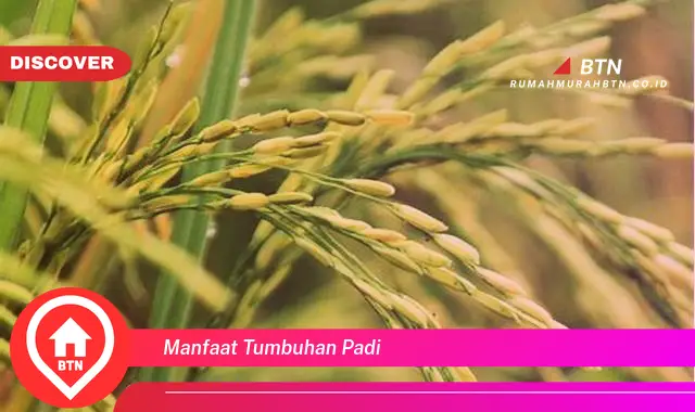 manfaat tumbuhan padi