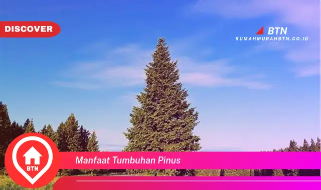 manfaat tumbuhan pinus