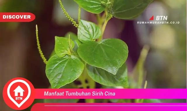 manfaat tumbuhan sirih cina