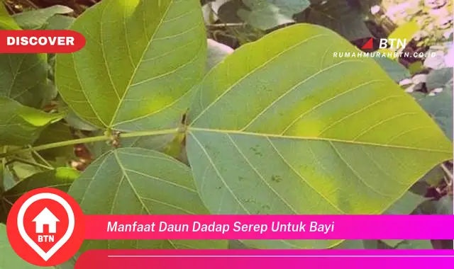 manfaat daun dadap serep untuk bayi