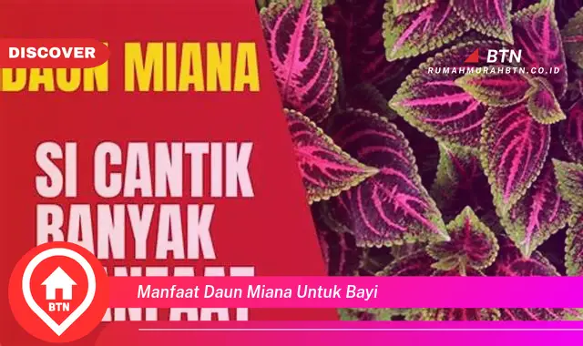 manfaat daun miana untuk bayi