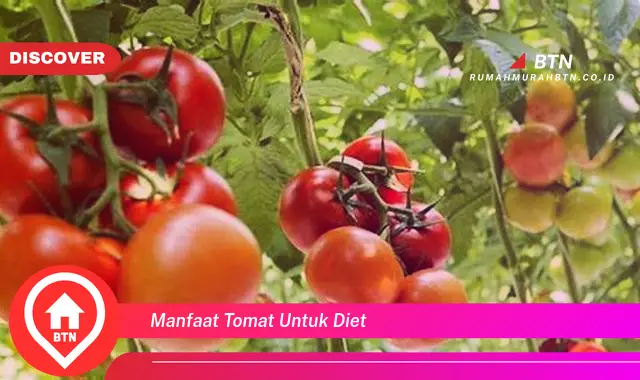 manfaat tomat untuk diet