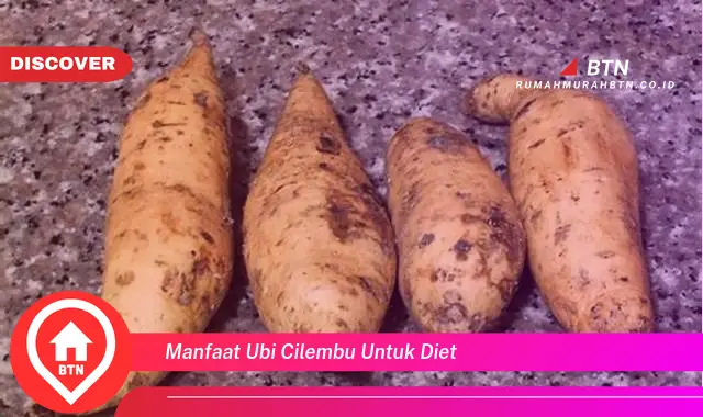 manfaat ubi cilembu untuk diet