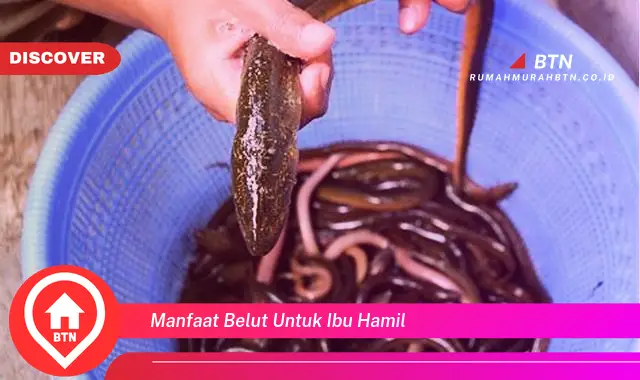 manfaat belut untuk ibu hamil