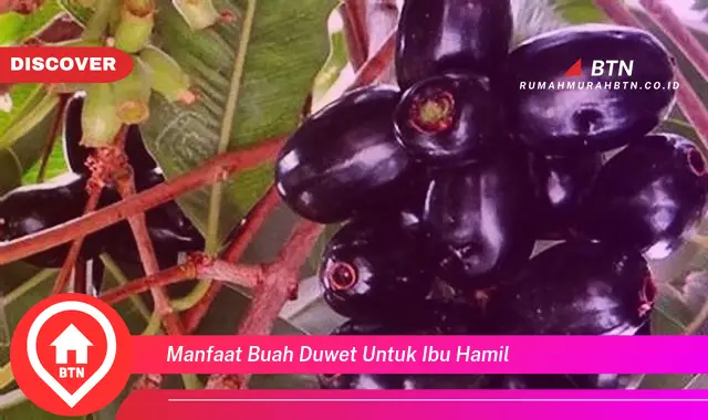 manfaat buah duwet untuk ibu hamil