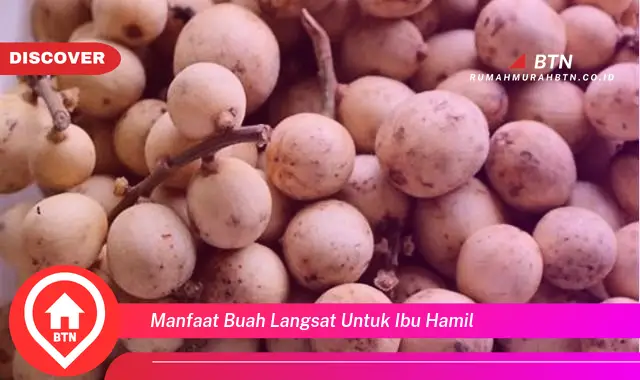 manfaat buah langsat untuk ibu hamil