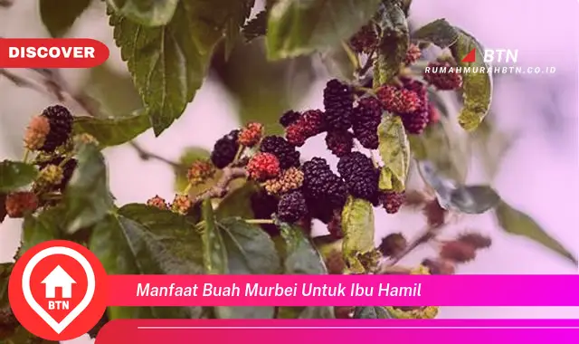 manfaat buah murbei untuk ibu hamil