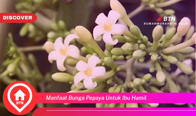 manfaat bunga pepaya untuk ibu hamil