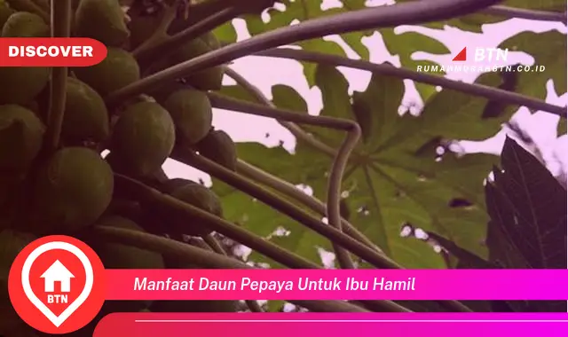 manfaat daun pepaya untuk ibu hamil