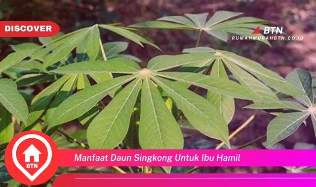 manfaat daun singkong untuk ibu hamil