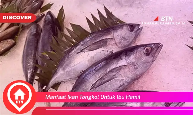 manfaat ikan tongkol untuk ibu hamil