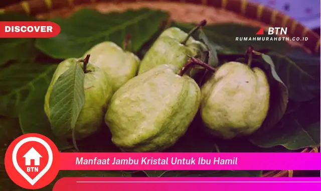 manfaat jambu kristal untuk ibu hamil