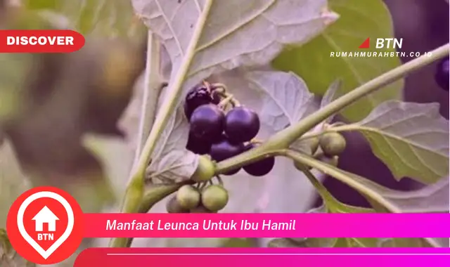 manfaat leunca untuk ibu hamil