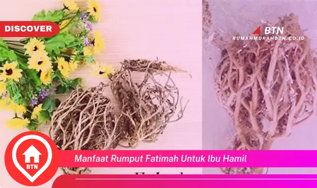 manfaat rumput fatimah untuk ibu hamil