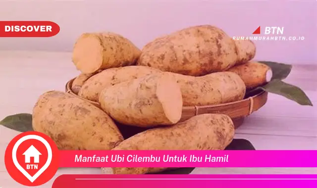 manfaat ubi cilembu untuk ibu hamil