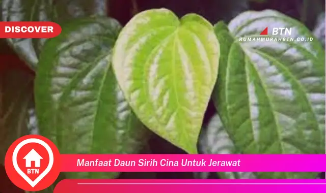 manfaat daun sirih cina untuk jerawat