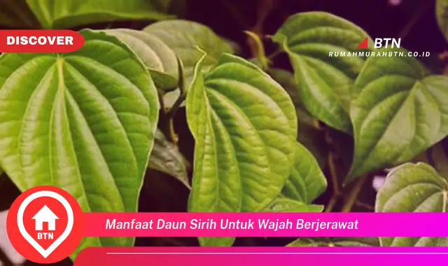 manfaat daun sirih untuk wajah berjerawat