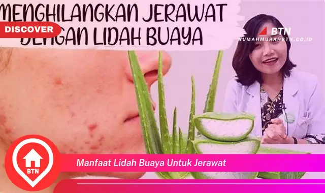 manfaat lidah buaya untuk jerawat