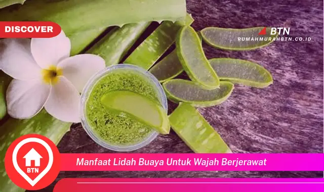 manfaat lidah buaya untuk wajah berjerawat