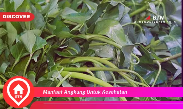 manfaat angkung untuk kesehatan