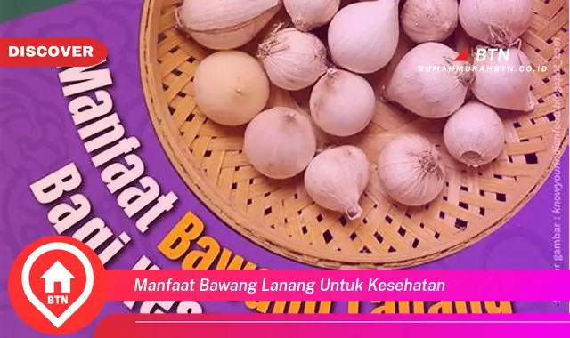 manfaat bawang lanang untuk kesehatan