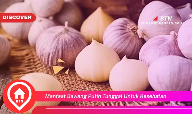 manfaat bawang putih tunggal untuk kesehatan