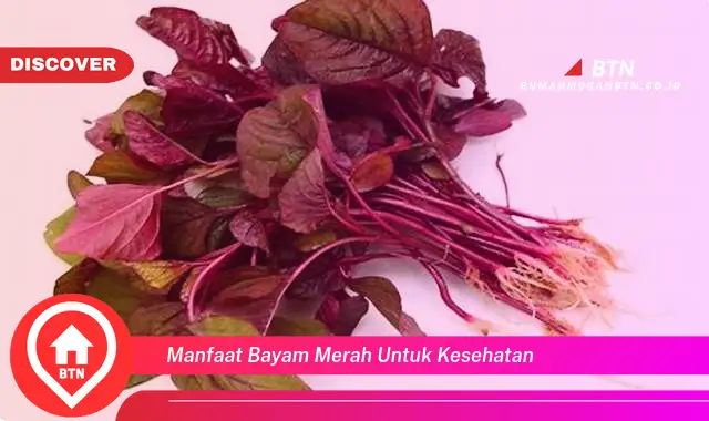 manfaat bayam merah untuk kesehatan