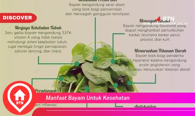 manfaat bayam untuk kesehatan