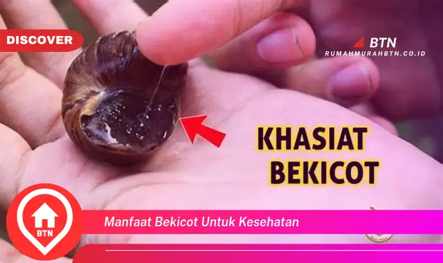 manfaat bekicot untuk kesehatan